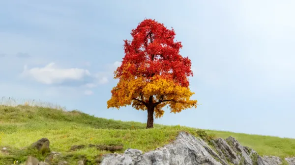 Noch_20114___EIK_IN_DE_HERFST