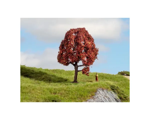 Noch_20151___ROTBUCHE