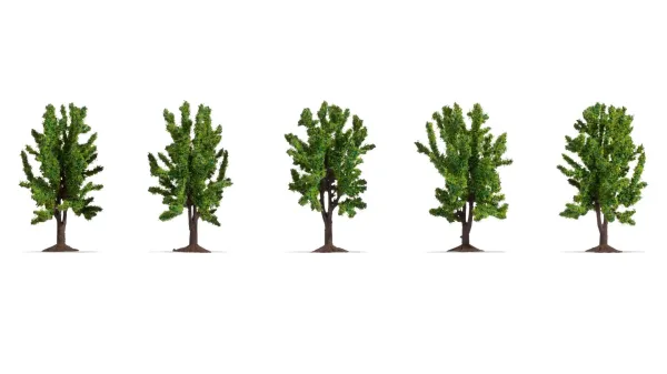 Noch_25620___LOOFBOMEN__5_STUKS_