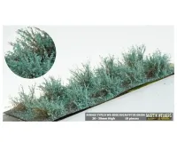 BUSHES_TYPE_D_EUCALYPTUS_GREEN