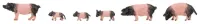 Faller_151916___VARKENS