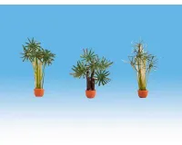 Noch_14024___PALMEN