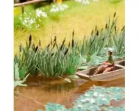 Noch_14102___16_RIETPLANTEN