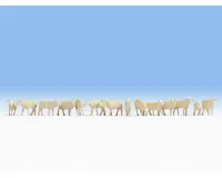 Noch_15749___SCHAPEN