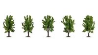 Noch_25620___LOOFBOMEN__5_STUKS_
