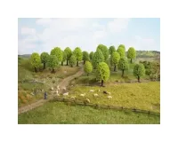 Noch_32901___LOOFBOMEN__10_STUKS__3_5___5_CM_HOOG