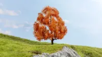 Noch_20155___AHORN_IN_DE_HERFST