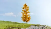 Noch_20167___LARIKS_IN_DE_HERFST