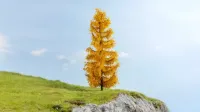 Noch_20169___LARIKS_IN_DE_HERFST__22_CM_