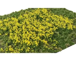 LAYERED_TUFTS_FLOWERS_YELLOW_2