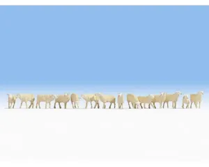 Noch_15749___SCHAPEN