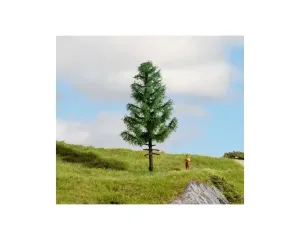 Noch_20195___HOCHSTAMMFICHTE
