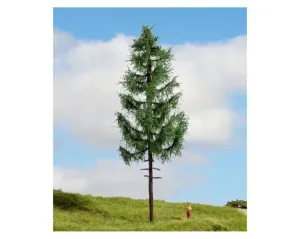 Noch_20197___HOCHSTAMMFICHTE